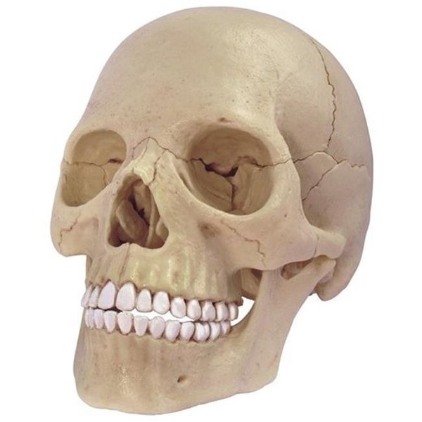 Tedco Toys Tedco Toys WS937 Exploded Skull WS937